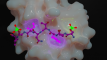 Stephane Mouilleron - Structure of SCOC-LIR Motif bound to GABARAPL1